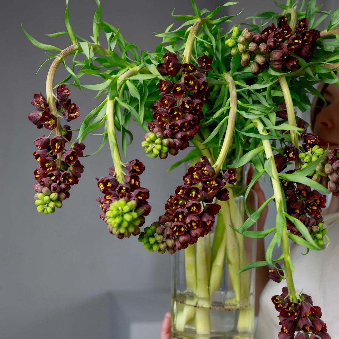 Фритиллярия Persica