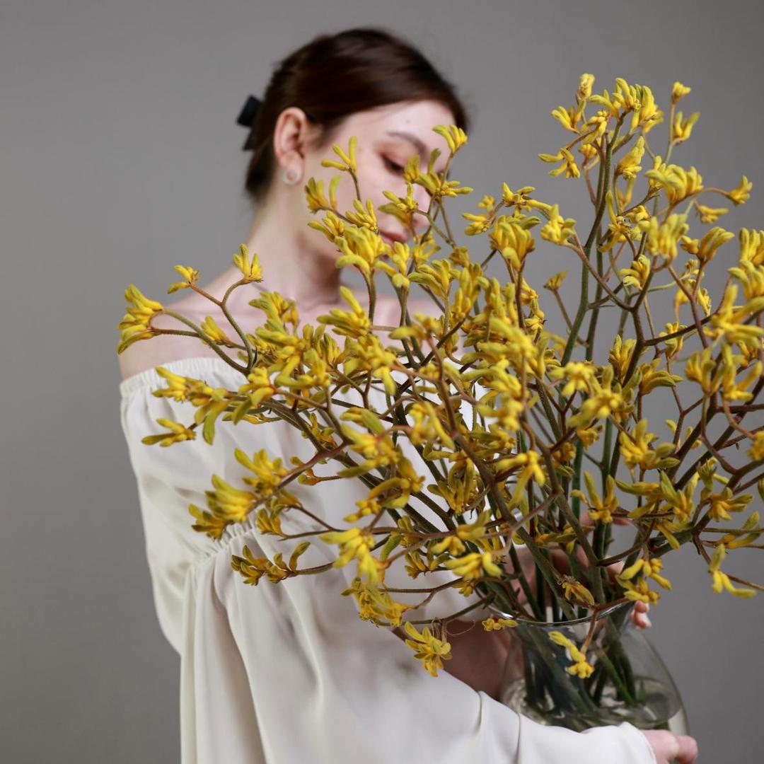 Анигозантос желтый