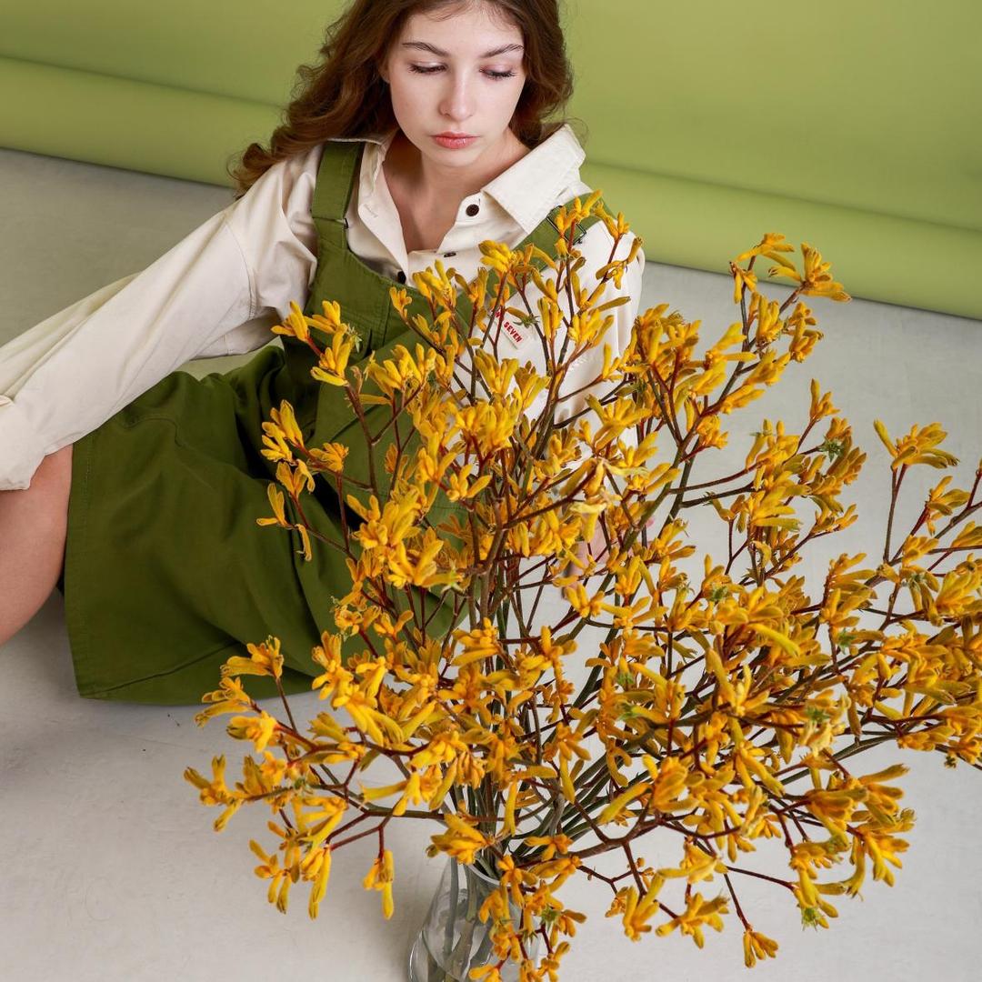 Анигозантос желтый