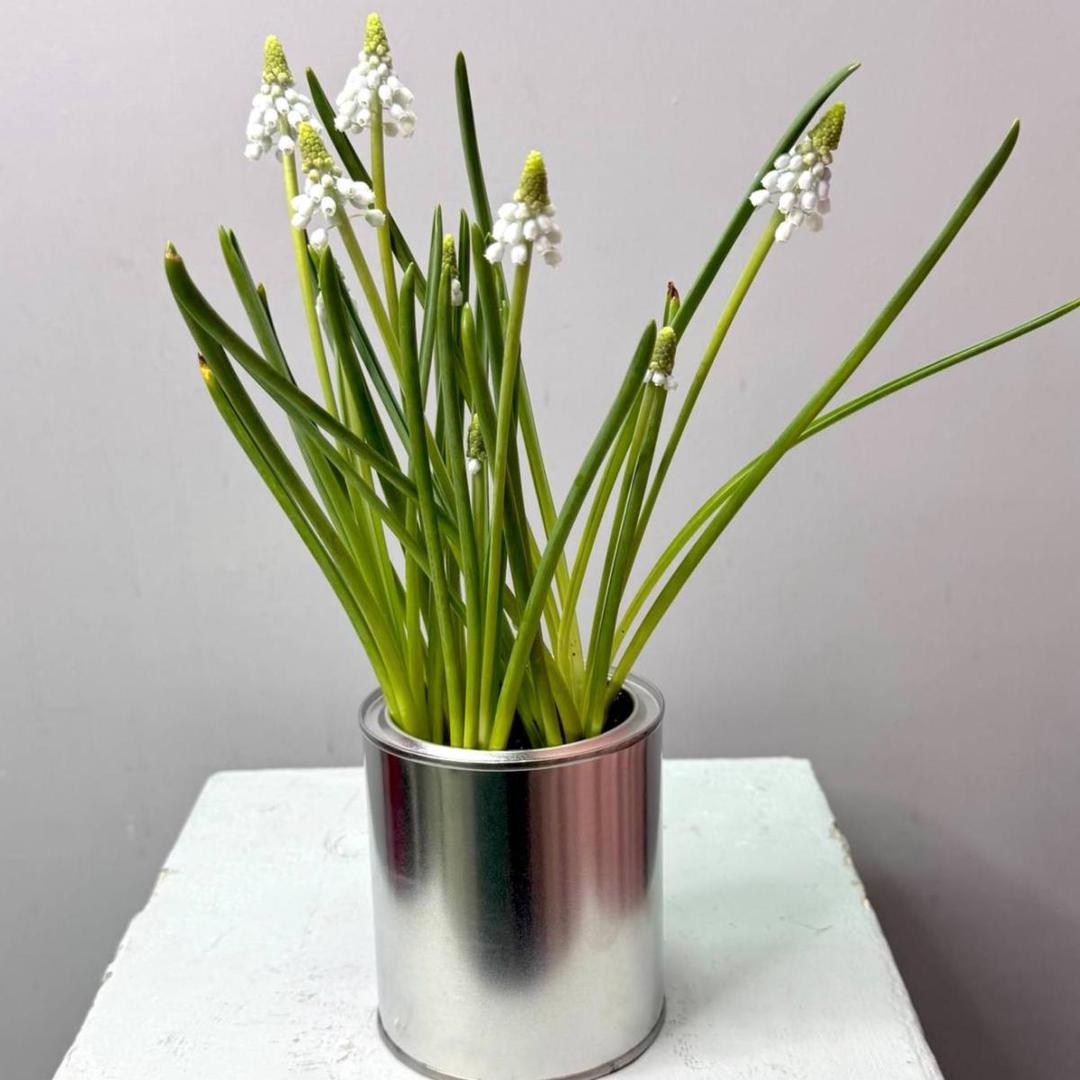 Мускари в жестяной банке