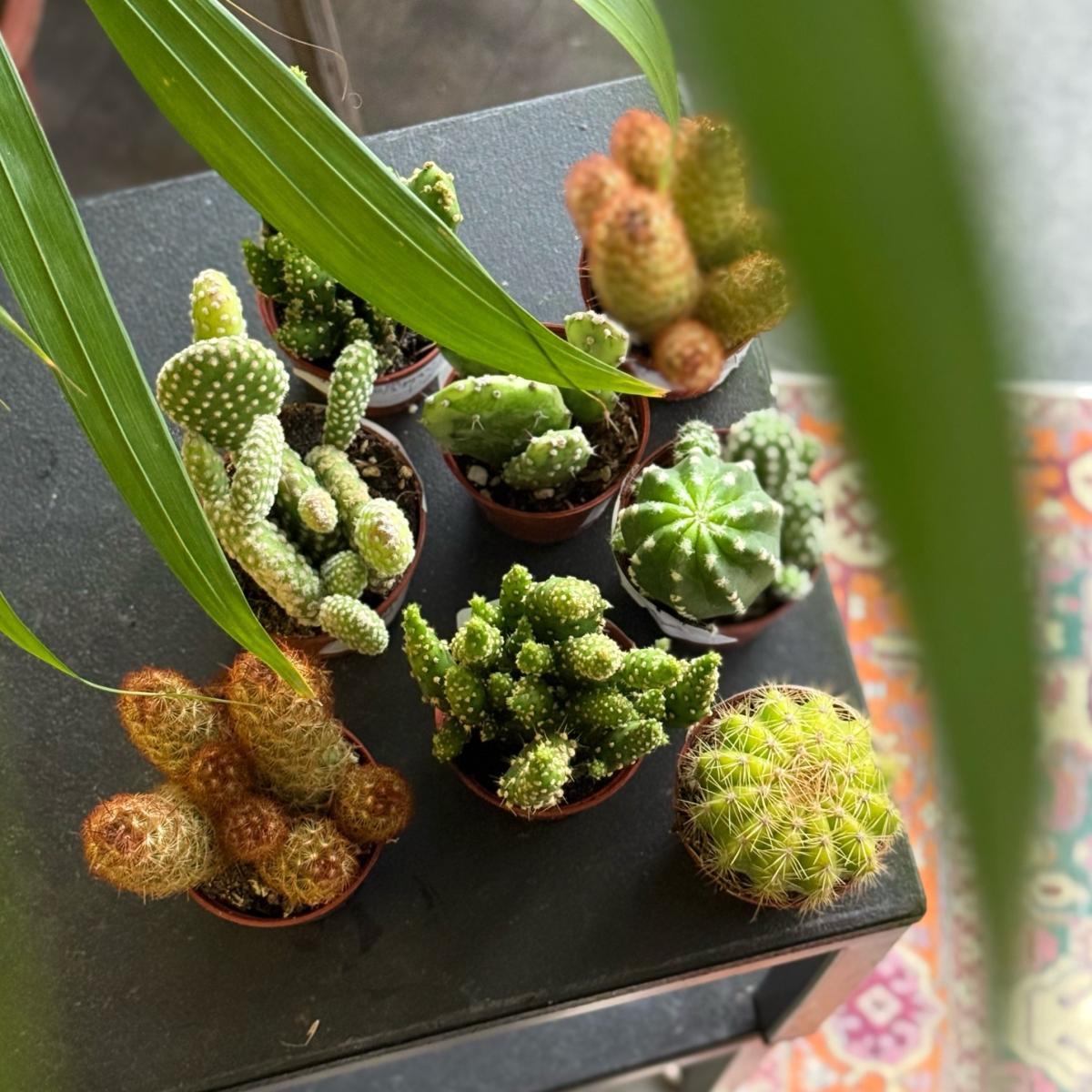 Кактус мини