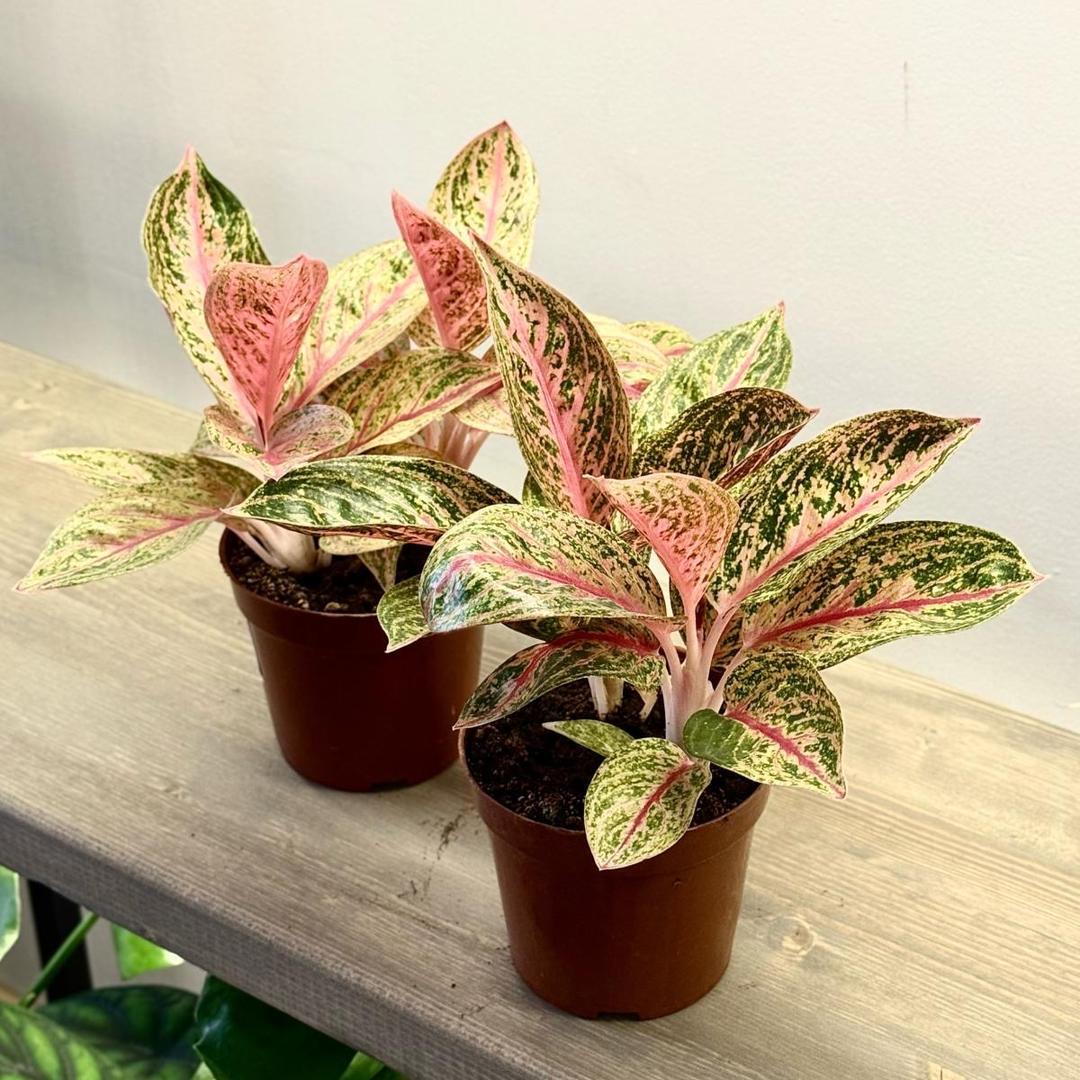 Аглаонема Gold Pauder