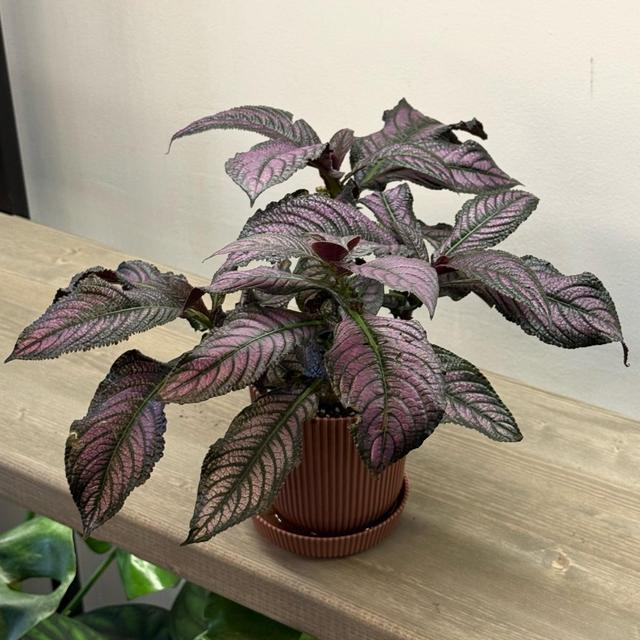 Стробилантес