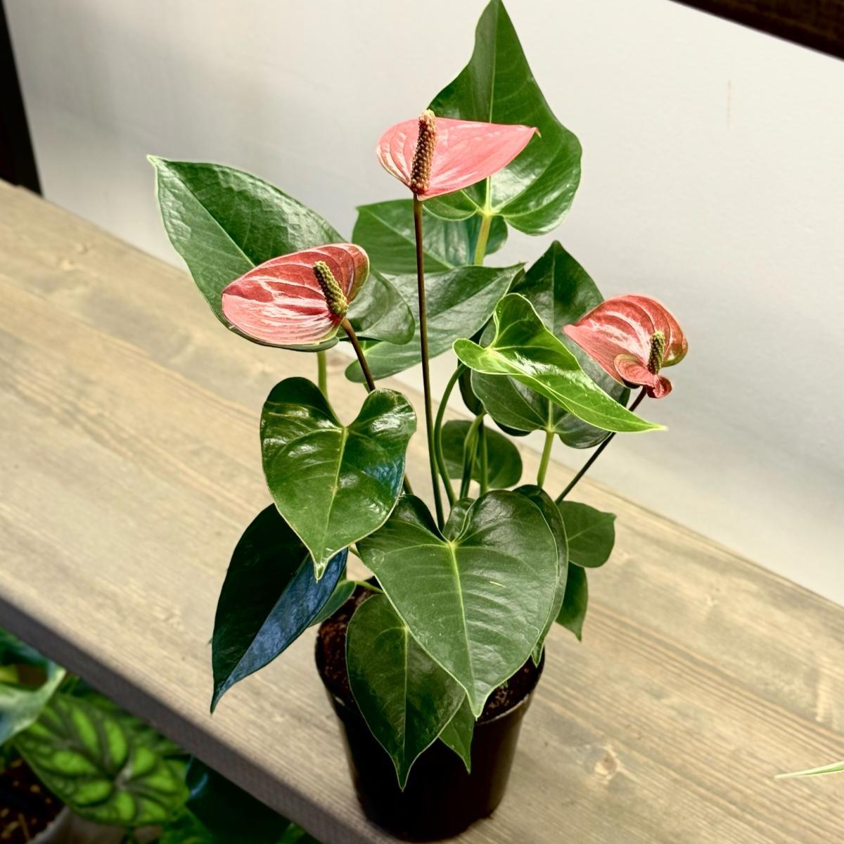 Антуриум Pink Crown