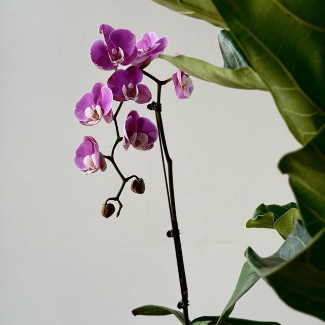 Орхидея Фаленопсис