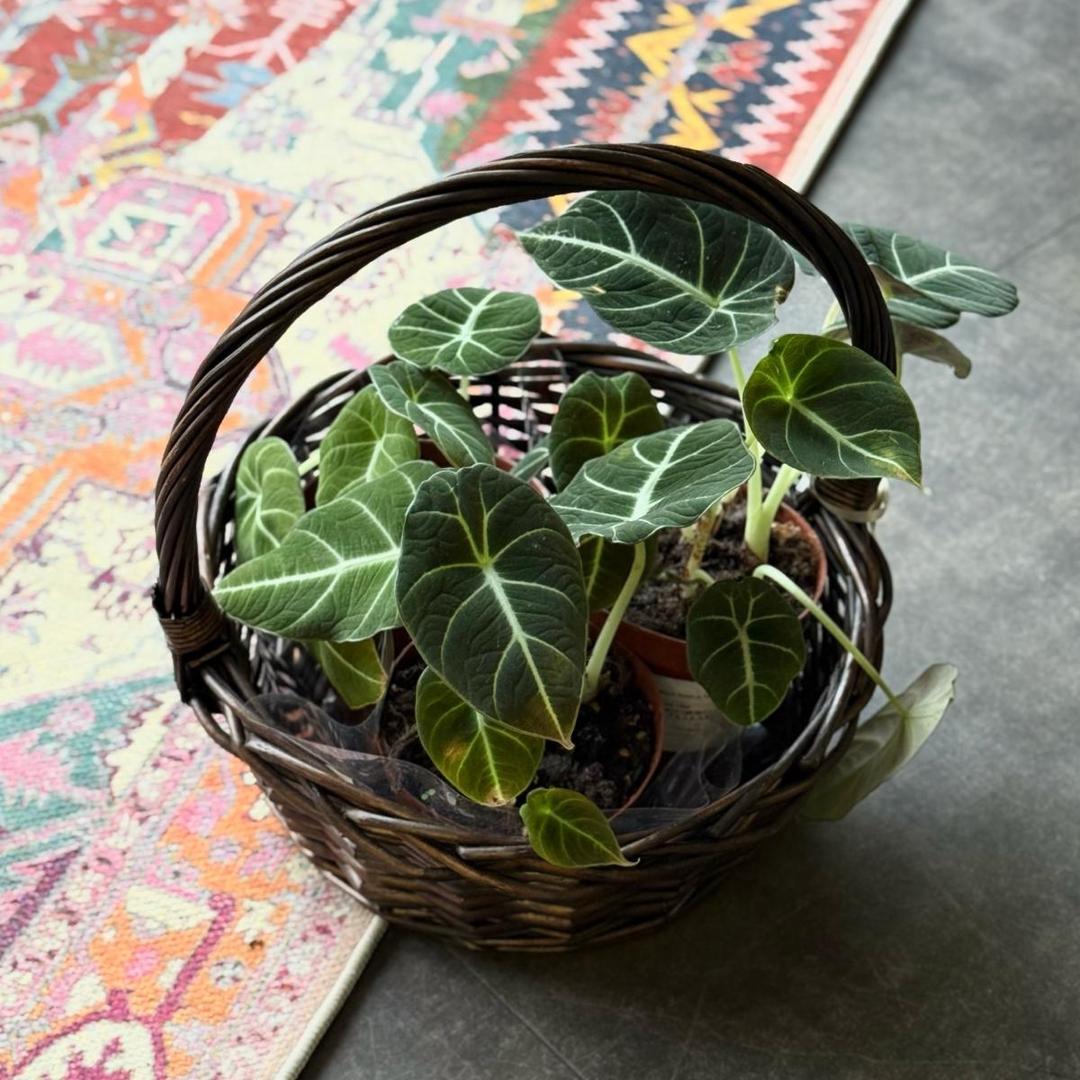 Алоказия Black Swan