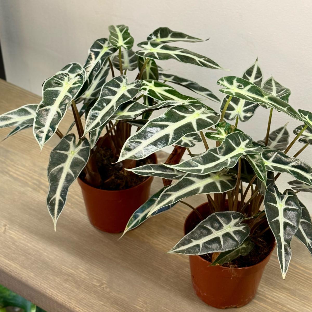 Алоказия Little  Fairy