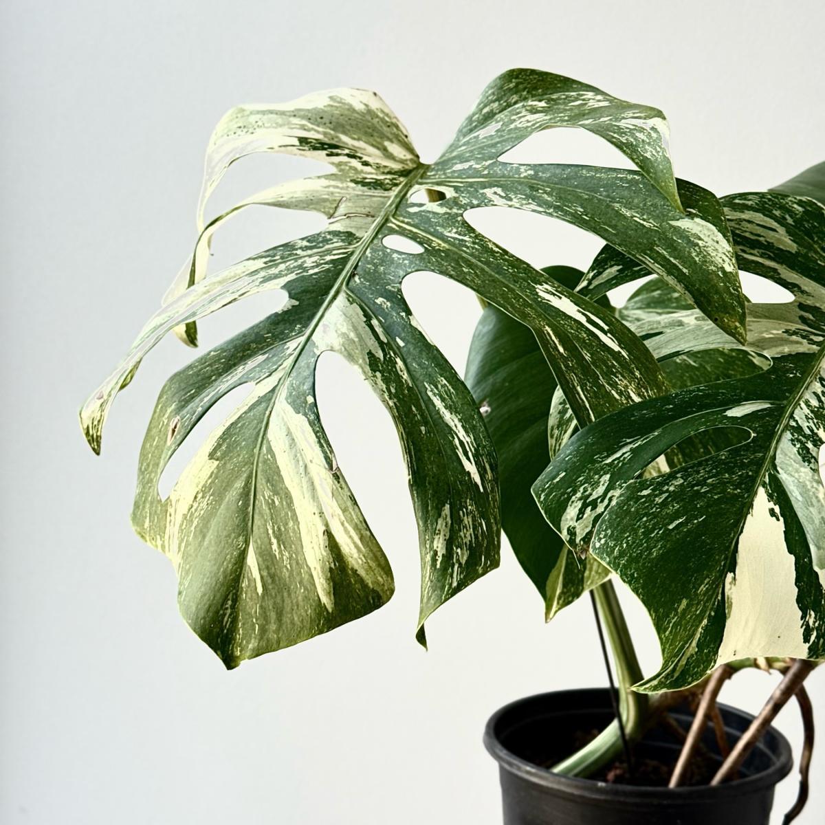 Монстера (размер L)