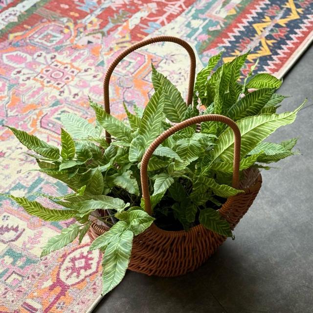 Папоротник