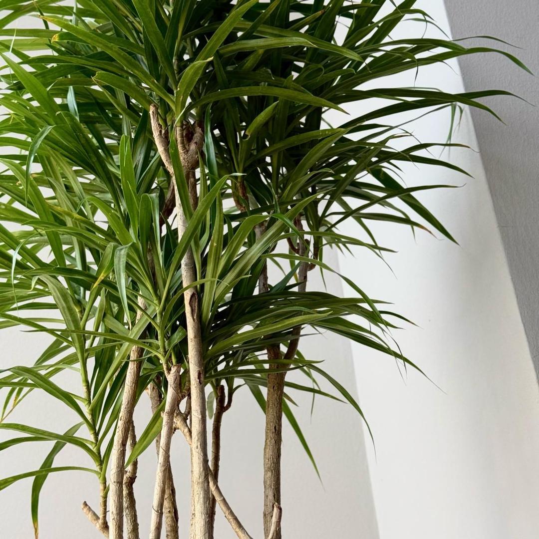 Драцена Reflexa